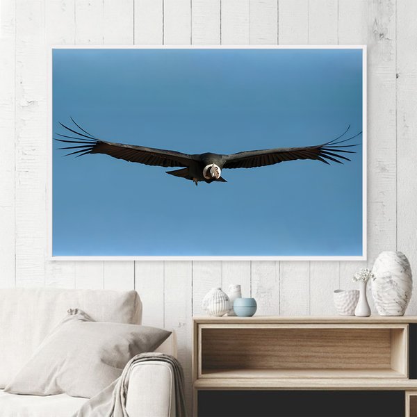 Andean Condor, Peru Premium Matte Poster-image