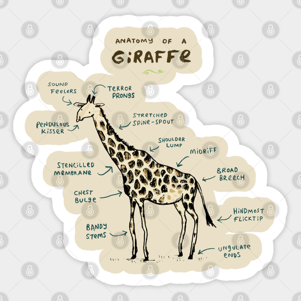 Anatomy Of A Giraffe - Vintage - Sticker-image