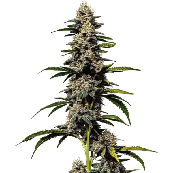 Alien Cookies x Kush Mints - Seeds Pack: 3-samen