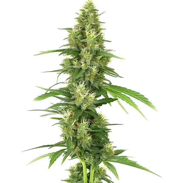 Big Bud - Seeds Pack: 6-samen