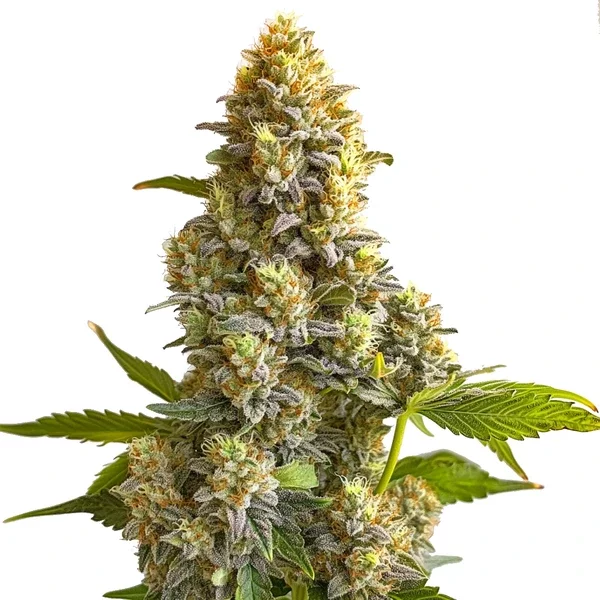 Bruce Banner Auto - Seeds Pack: 25-samen