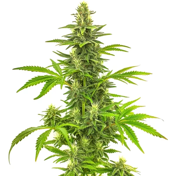 Bruce Banner Fast Version - Seeds Pack: 3-samen