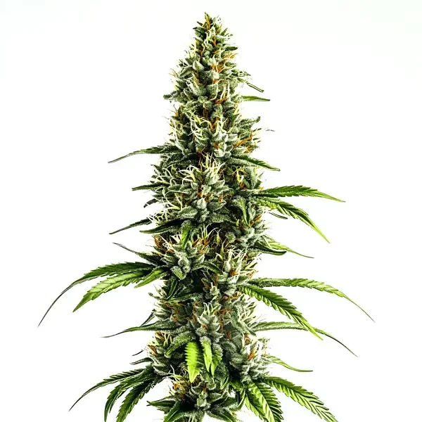 Chocolopez - Seeds Pack: 3-samen