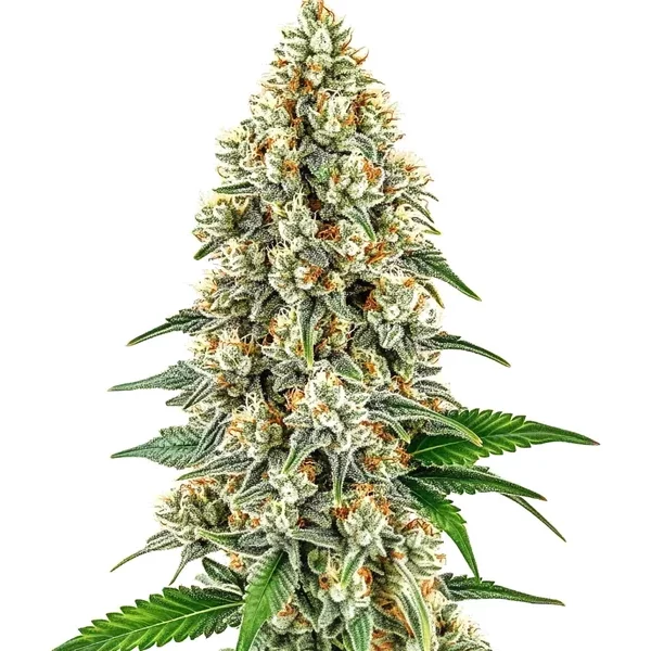 Cinderella 99 - Seeds Pack: 25-samen