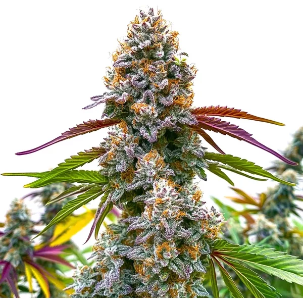 Critical Daddy Purple - Seeds Pack: 6-samen