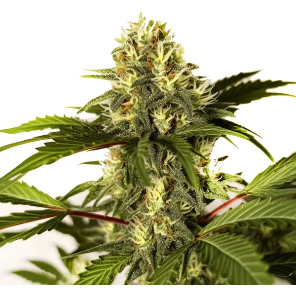 Do-si-Dos F1 - Seeds Pack: 1-samen