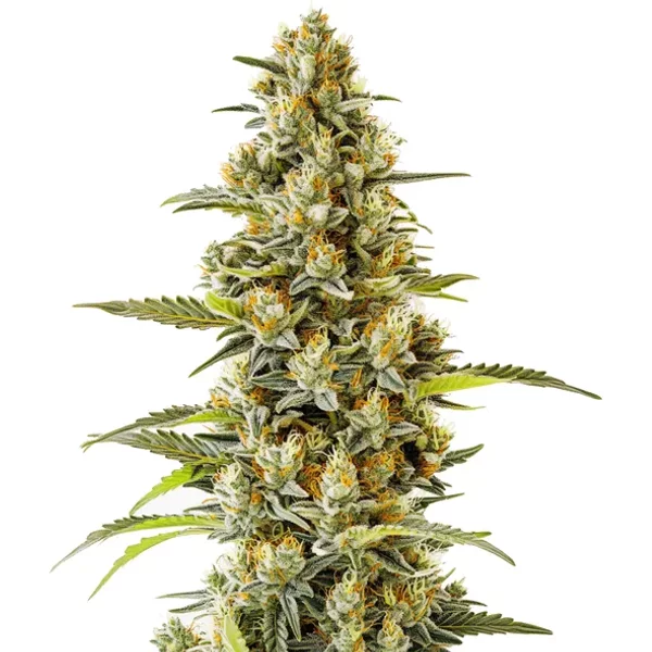 G13 - Seeds Pack: 25-samen
