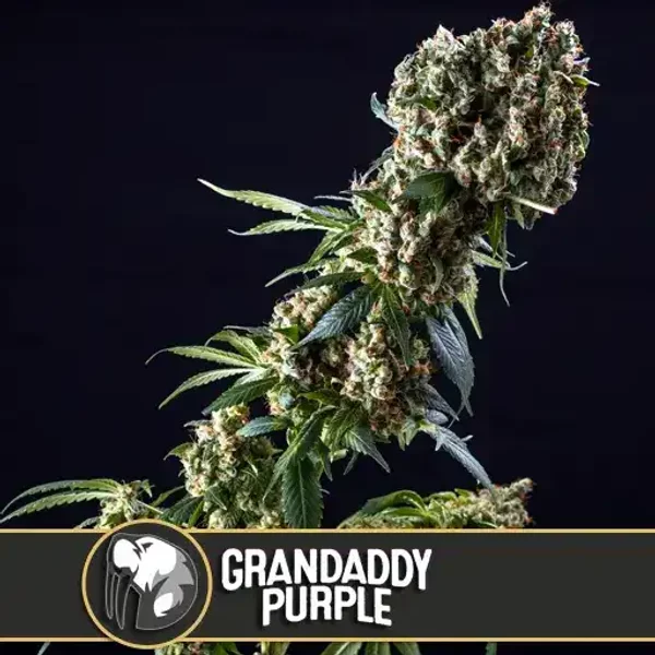 Granddaddy Purple - Seeds Pack: 1-samen