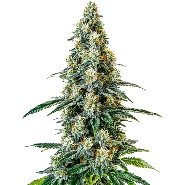 Girl Scout Cookies Regular - Seeds Pack: 6-samen