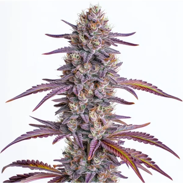 Glookies - Seeds Pack: 1-samen