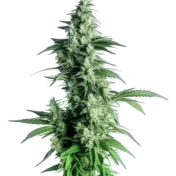Goji OG - Seeds Pack: 9-samen