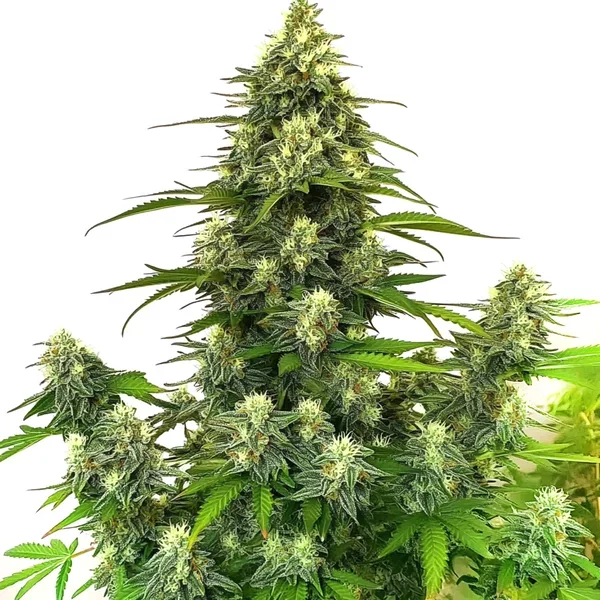 Gorilla Glue #4 Autoflower - Seeds Pack: 6-samen