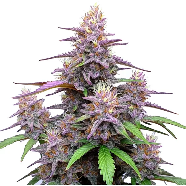 Gorilla Purple Auto - Seeds Pack: 25-samen