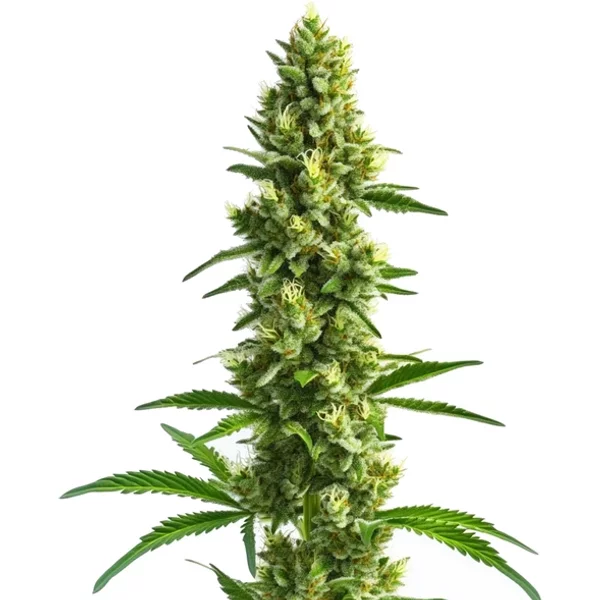Kosher Kush - Seeds Pack: 6-samen