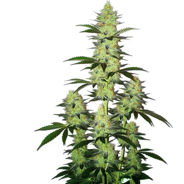 LA Confidential Auto - Seeds Pack: 6-samen
