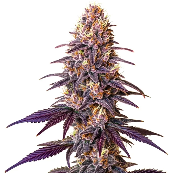 Lavender - Seeds Pack: 3-samen