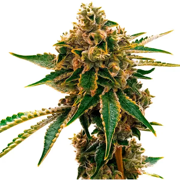 Mango Kush - Seeds Pack: 25-samen