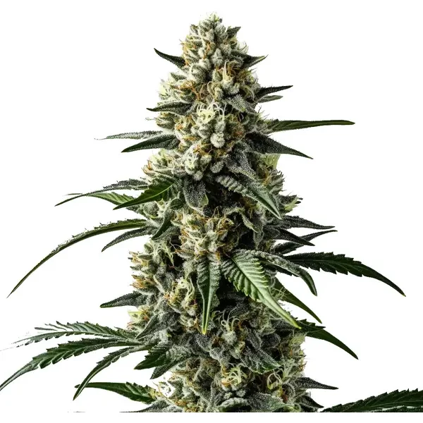 Mango - Seeds Pack: 3-samen