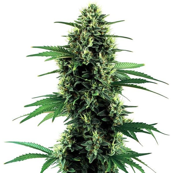 Northern Lights Auto - Seeds Pack: 9-samen