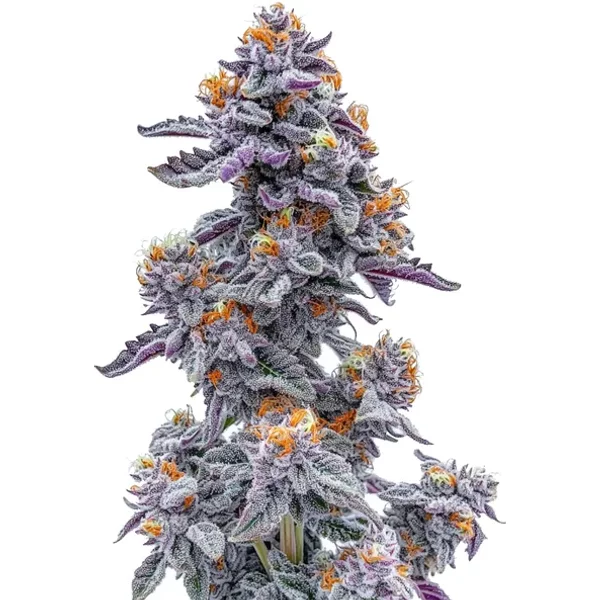Black and White Cookie - Seeds Pack: 25-samen