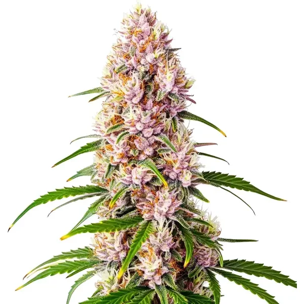Pink Plant - Seeds Pack: 3-samen