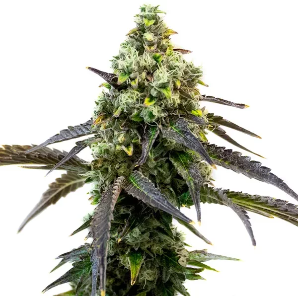 RS11 - Seeds Pack: 3-samen
