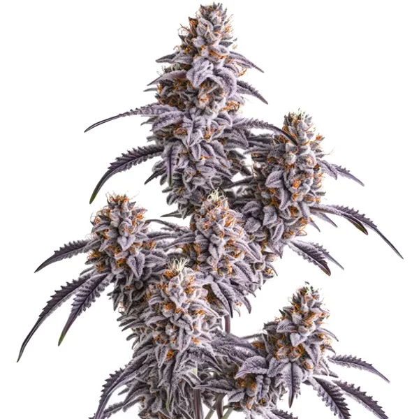 Slurricane - Seeds Pack: 9-samen