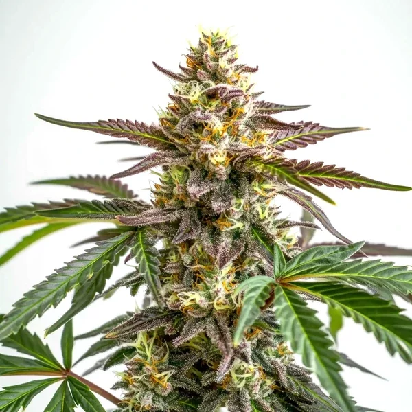 White Truffle - Seeds Pack: 3-samen
