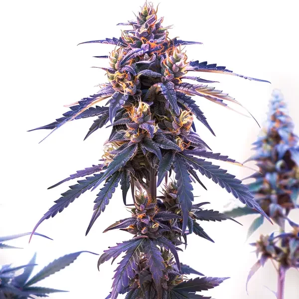 Zkittlez Fast Version - Seeds Pack: 9-samen