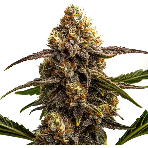 Apple Fritter Autoflower - Seeds Pack: 1-samen