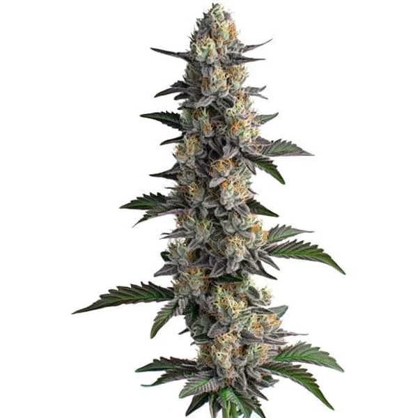 Apples and Bananas - Seeds Pack: 6-samen