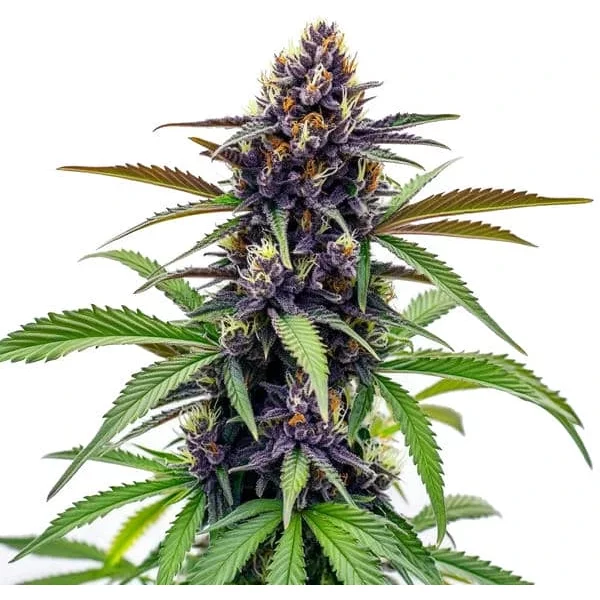 Black Cherry Soda - Seeds Pack: 25-samen