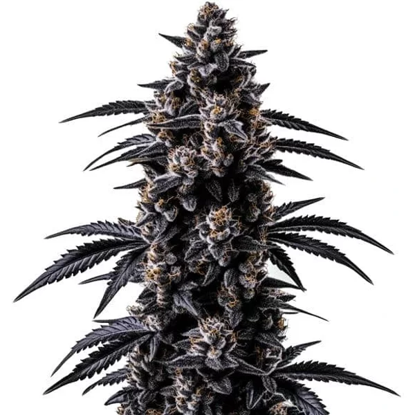 Black Sugar - Seeds Pack: 1-samen
