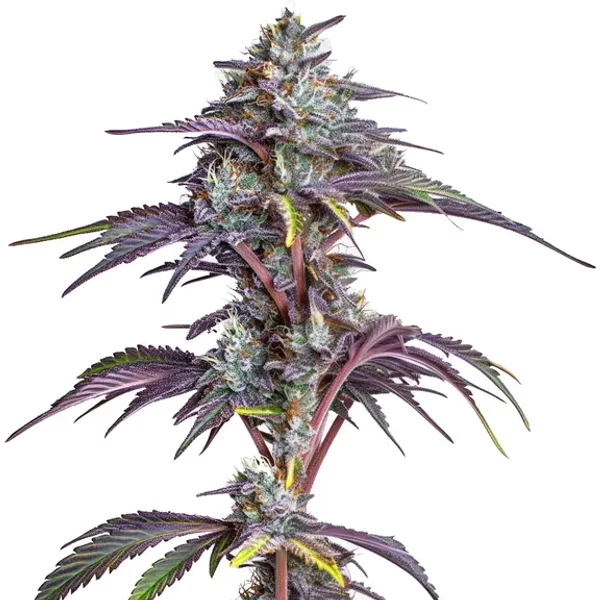 Blackberry Moonstones - Seeds Pack: 1-samen