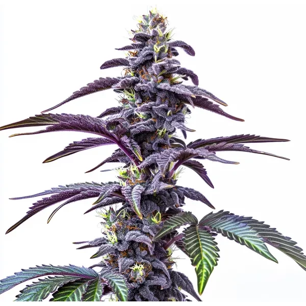 Blackberry Moonstones Auto - Seeds Pack: 25-samen