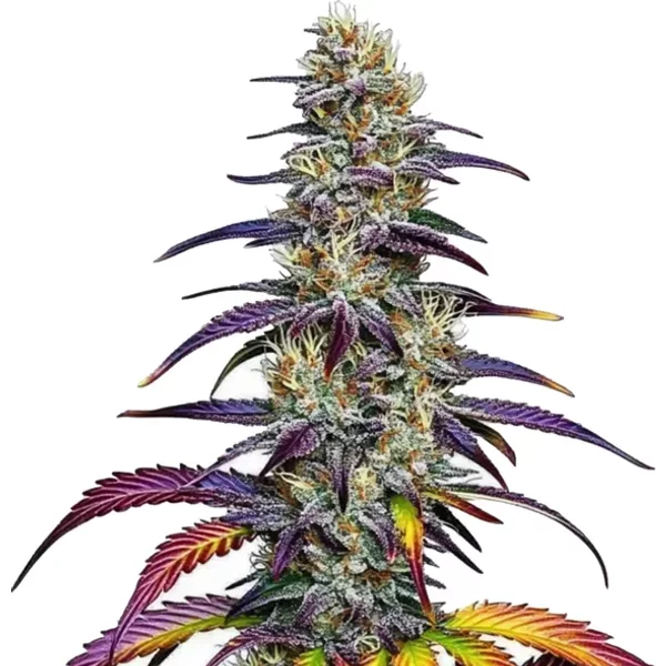 Blue Dream - Seeds Pack: 6-samen