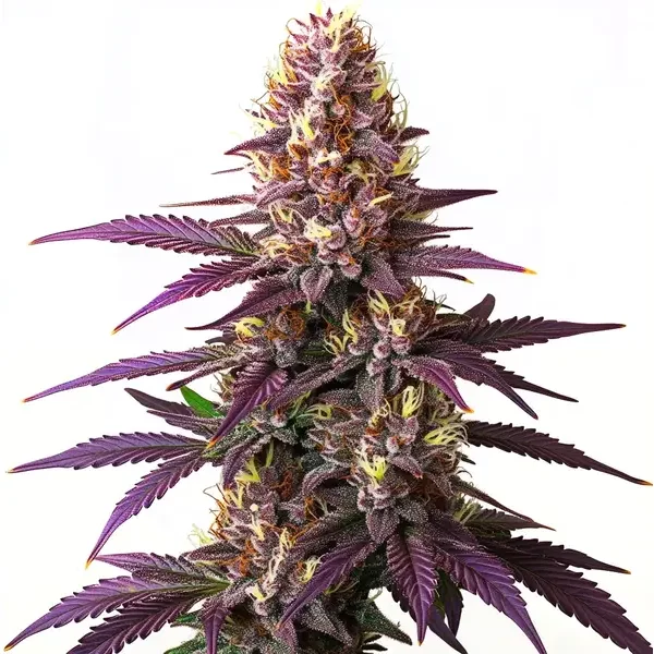 Blueberry - Seeds Pack: 9-samen