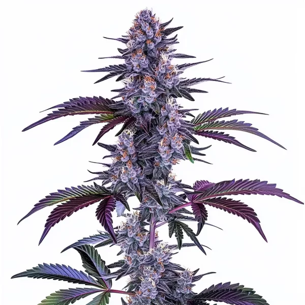 Blueberry Autoflower - Seeds Pack: 25-samen