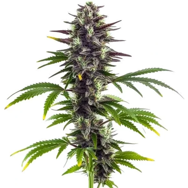 Bubba Platinum - Seeds Pack: 3-samen