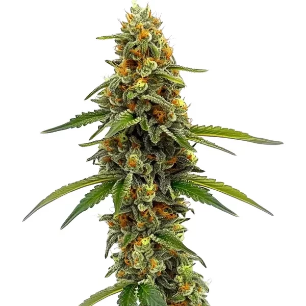 ACDC (1:18) - Seeds Pack: 3-samen