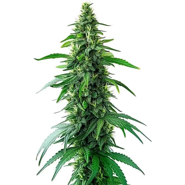 Charlotte's Web CBD - Seeds Pack: 25-samen