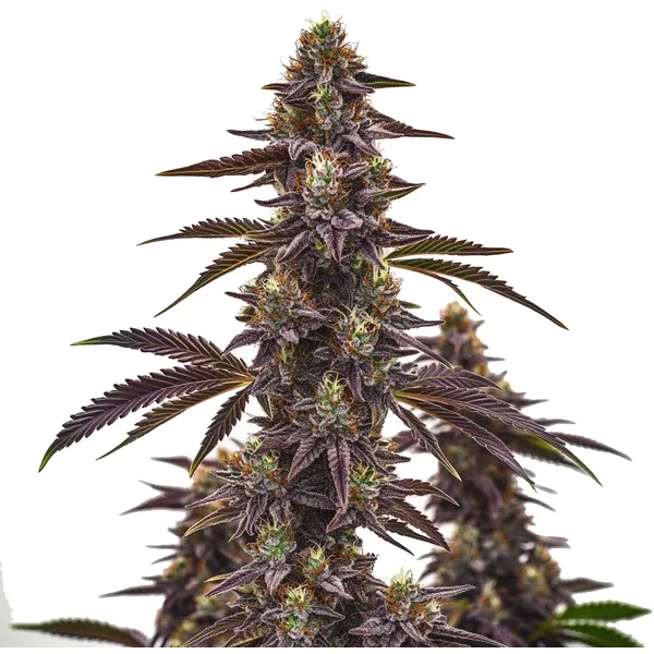 Cherry Pie Autoflower - Seeds Pack: 25-samen