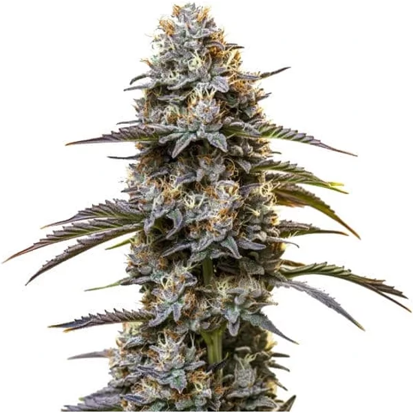 Golden Goat - Seeds Pack: 9-samen