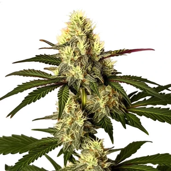 Do Si Dos - Seeds Pack: 25-samen