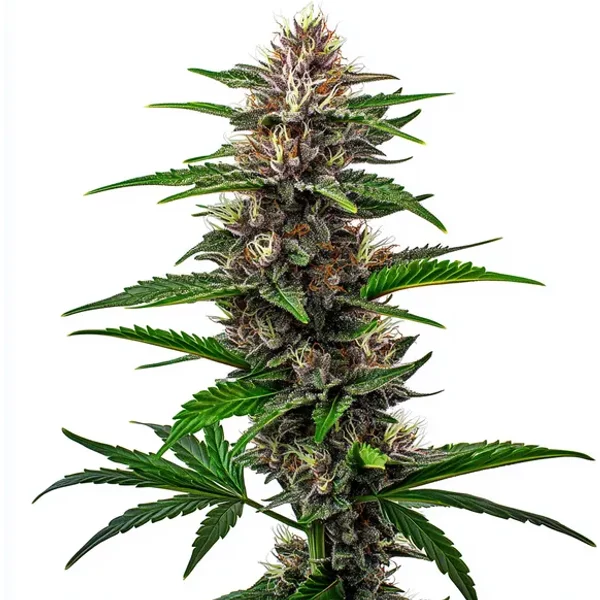 Fat Bastard - Seeds Pack: 6-samen