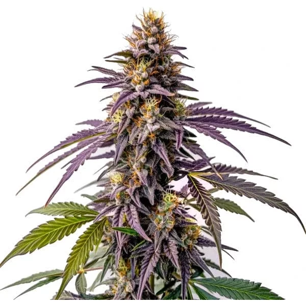 Fruity Pebbles Samen - Seeds Pack: 3-samen