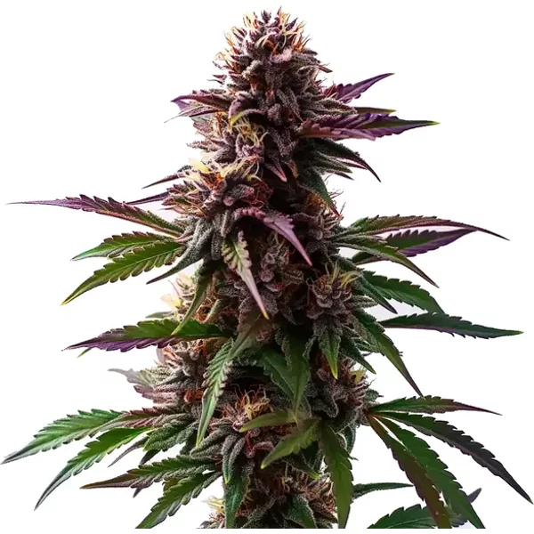Gelato x Purple Punch Autoflower F1 - Seeds Pack: 9-samen