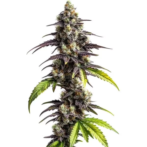 Ghost Train Haze - Seeds Pack: 25-samen