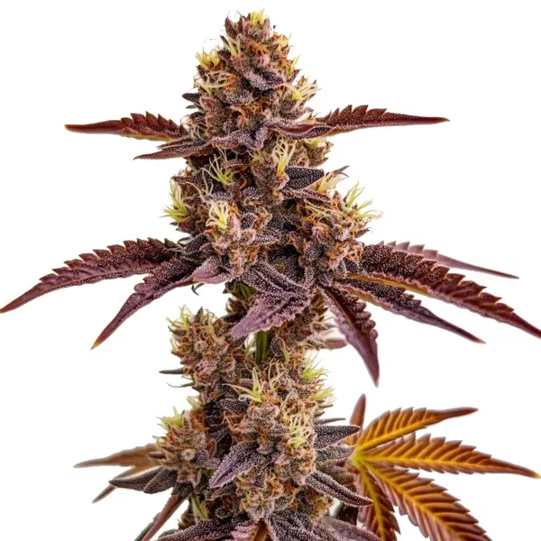 Gorilla Sherbet - Seeds Pack: 1-samen