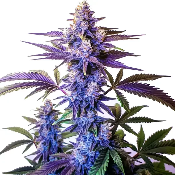 Grand Daddy Purple Fast Version - Seeds Pack: 6-samen